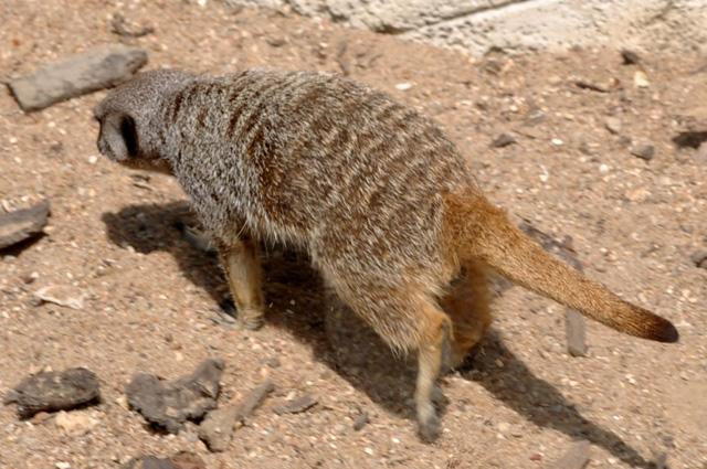 min 2013 07 06 beauval 086